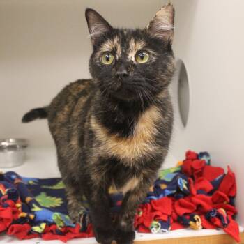 Mocha -  Domestic Short Hair Cat for Adoption in Champaign, Illinois - Mocha | PetCurious