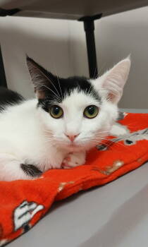 Rescue Domestic Short Hair Cats for Adoption in Bay City, Michigan - Lily | PetCurious