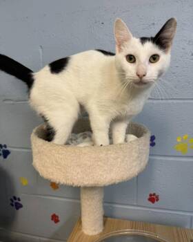 Elsie-Moo -  Domestic Short Hair Cat for Adoption in Bloomfield, New Jersey - Elsie-Moo | PetCurious