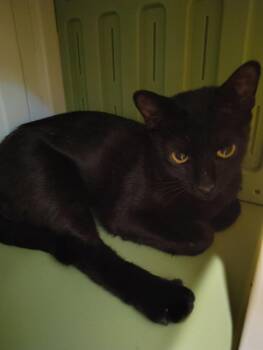 Cool Whip -  Abyssinian Cat for Adoption in Lincoln, California - Cool Whip | PetCurious