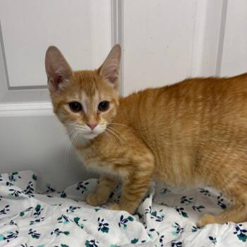 Stewart -  Domestic Short Hair Cat for Adoption in Granville, Ohio - Stewart | PetCurious