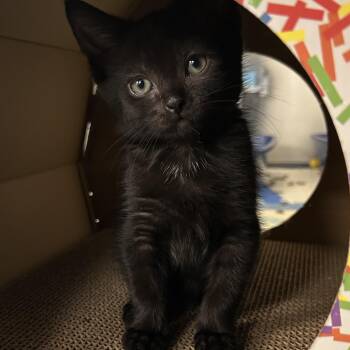 Katla -  Domestic Short Hair Cat for Adoption in Alexandria, Virginia - Katla | PetCurious