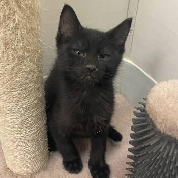 Rescue Domestic Short Hair Cats for Adoption in Indiana, Pennsylvania - Pepper | PetCurious