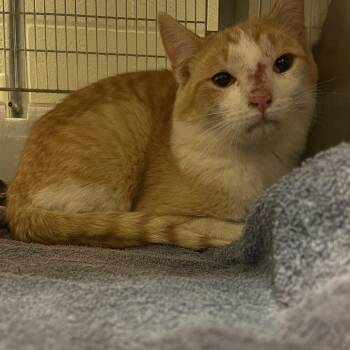 Falafel -  Domestic Short Hair Cat for Adoption in Bristol, Indiana - Falafel | PetCurious