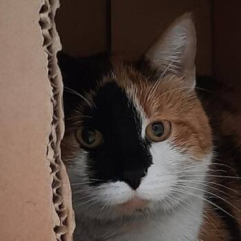 Emina -  Domestic Short Hair Cat for Adoption in Des Moines, Iowa - Emina | PetCurious