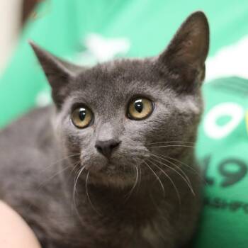 Chai -  Domestic Short Hair Cat for Adoption in Versailles, Kentucky - Chai | PetCurious