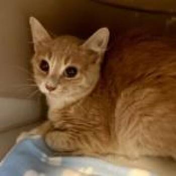 Lenn -  Domestic Short Hair Cat for Adoption in Lansing, Michigan - Lenn | PetCurious