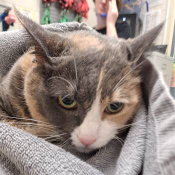 Domestic Short Hair Cats Available for Adoption - Nessy | PetCurious