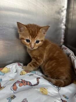 61653382 -  Domestic Short Hair Cat for Adoption in El Paso, Texas - 61653382 | PetCurious