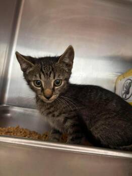 Elias - At shelter -  Domestic Short Hair Cat for Adoption in Rustburg, Virginia - Elias - At Shelter | PetCurious