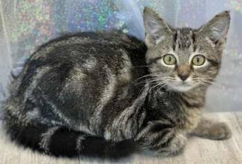 Rescue Domestic Short Hair Cats for Adoption in Shreveport, Louisiana - Turbo | PetCurious