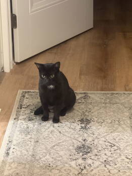 Rescue Domestic Short Hair Cats for Adoption in Greenville, Delaware - Georgie, Willow Grove Area, (FCID 10/03/2025-104) | PetCurious