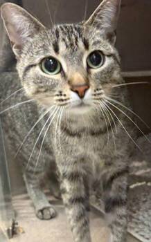 Pear -  Domestic Short Hair Cat for Adoption - Pear | PetCurious