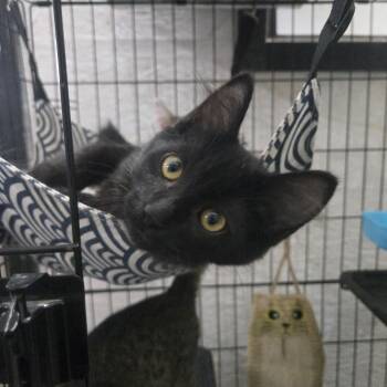 Ruffles -  Domestic Long Hair Cat for Adoption in Reeseville, Wisconsin - Ruffles | PetCurious
