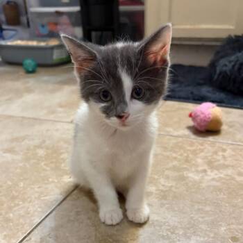 Marble -  Domestic Short Hair Cat Available for Adoption in Houston, Texas - Marble | PetCurious