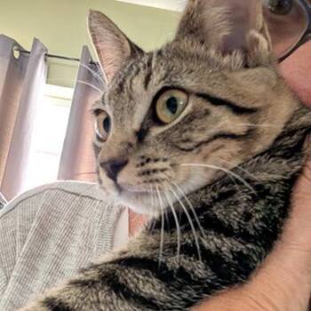 Mini -  Domestic Short Hair Cat for Adoption in Sunrise, Florida - Mini | PetCurious