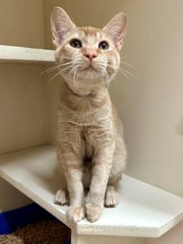 Limbo -  Domestic Short Hair Cat for Adoption in Lunenburg, Massachusetts - Limbo | PetCurious