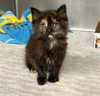 TILLY -  Domestic Long Hair Cat for Adoption in Conroe, Texas - TILLY | PetCurious