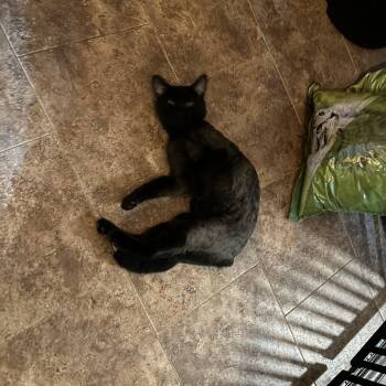 Arya -  Domestic Long Hair Cat for Adoption in Ben Avon, Pennsylvania - Arya | PetCurious