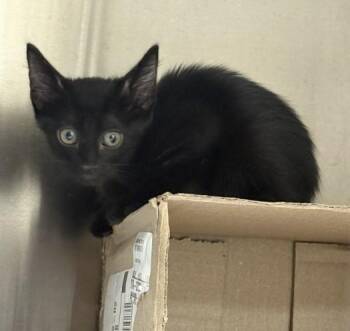 JALAPENO -  Domestic Short Hair Cat for Adoption in Killeen, Texas - JALAPENO | PetCurious