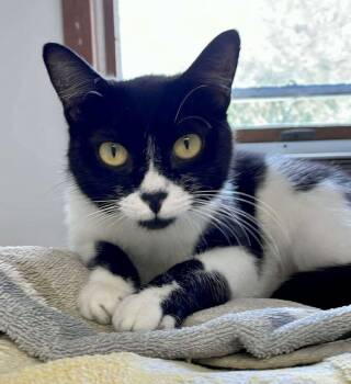 Rescue Domestic Short Hair Cats for Adoption in Groveland, Massachusetts - Magnolia | PetCurious