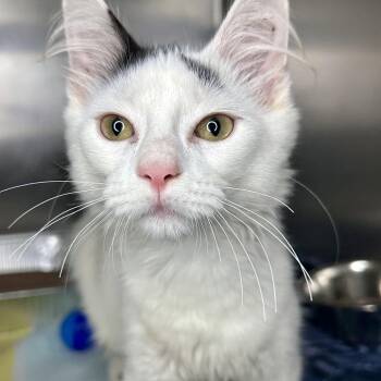 Diggery -  Domestic Medium Hair Cat for Adoption in Matteson, Illinois - Diggery | PetCurious