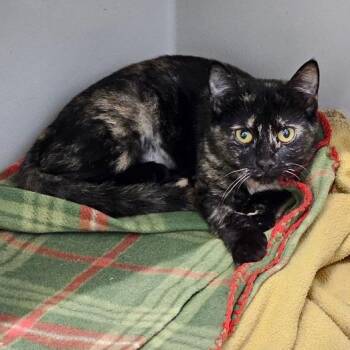 Odyssey -  Domestic Short Hair Cat for Adoption in Waynesville, North Carolina - Odyssey | PetCurious