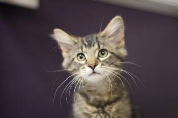 Domestic Long Hair Cats Available for Adoption in Rockford, Illinois - Toma And Timo | PetCurious