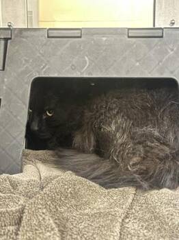 Domestic Long Hair Cats Available for Adoption in Wichita, Kansas - Spaghetti Soup | PetCurious