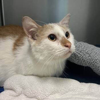 Pumpkin -  Domestic Short Hair Cat Available for Adoption - Pumpkin | PetCurious