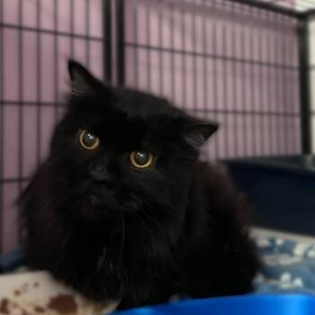 McFlurry -  Domestic Long Hair Cat for Adoption in Davenport, Iowa - McFlurry | PetCurious