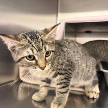 Randy -  Domestic Short Hair Cat for Adoption in Buffalo, New York - Randy | PetCurious