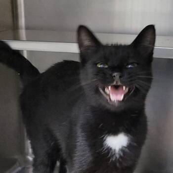 Saydie -  Domestic Short Hair Cat for Adoption in Plover, Wisconsin - Saydie | PetCurious