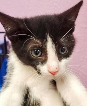 Domestic Short Hair Cats Available for Adoption in El Paso, Texas - Panda | PetCurious