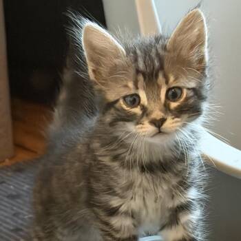 Beetle -  Domestic Short Hair Cat for Adoption in Denison, Texas - Beetle | PetCurious