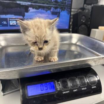Paper -  Domestic Short Hair Cat for Adoption in Saint Joseph, Missouri - Paper | PetCurious