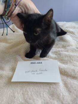 Rescue Domestic Short Hair Cats for Adoption in Willmar, Minnesota - Happy | PetCurious