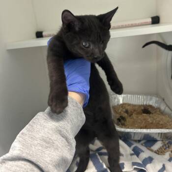 Frey (Sweetboy) -  Domestic Short Hair Cat for Adoption in Greensboro, North Carolina - Frey (Sweetboy) | PetCurious