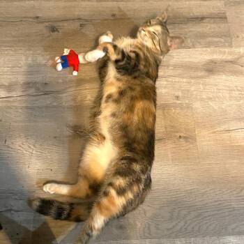 Azula -  Domestic Short Hair Cat for Adoption in Springboro, Ohio - Azula | PetCurious