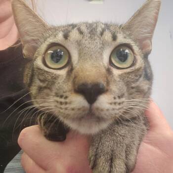 Kit Kat -  Domestic Short Hair Cat for Adoption in Spokane, Washington - Kit Kat | PetCurious