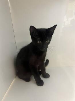 LYNN -  Domestic Short Hair Cat for Adoption in Winter Haven, Florida - LYNN | PetCurious