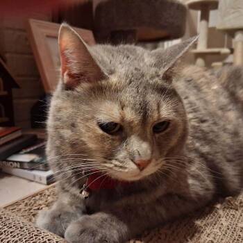 JACKIE BLUE -  Dilute Calico Cat for Adoption in Capshaw, Alabama - JACKIE BLUE | PetCurious