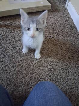 Butch Toots Cle. -  Domestic Short Hair Cat for Adoption in West Peoria, Illinois - Butch Toots Cle. | PetCurious