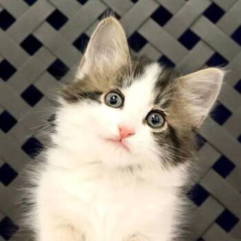 Domestic Short Hair Cats Available for Adoption in Fort Davis, Texas - Sunflower | PetCurious