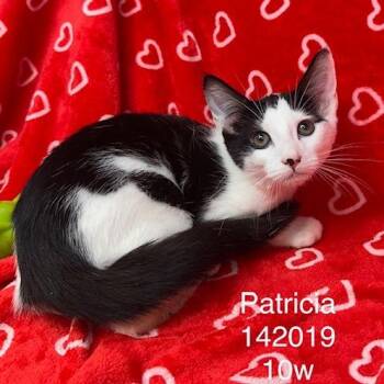 Patricia -  Domestic Short Hair Cat for Adoption in New Tazewell, Tennessee - Patricia | PetCurious