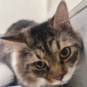 Rescue Domestic Short Hair Cats for Adoption in Tampa, Florida - Alex | PetCurious