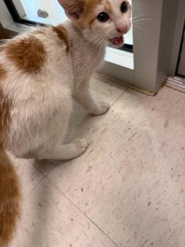 Turtle -  Domestic Short Hair Cat for Adoption in Hobbs, New Mexico - Turtle | PetCurious