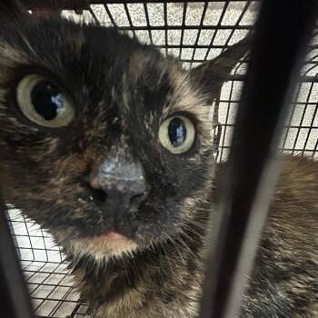 Coco -  Domestic Short Hair Cat for Adoption in Newark, New Jersey - Coco | PetCurious