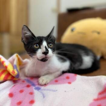 Ariel Harmison -  Tuxedo and Domestic Short Hair Cat for Adoption in Friendswood, Texas - Ariel Harmison | PetCurious