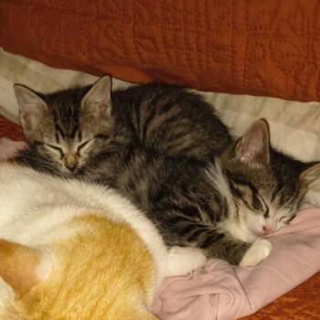 Moira -  Manx Cat for Adoption in Knoxville, Tennessee - Moira | PetCurious